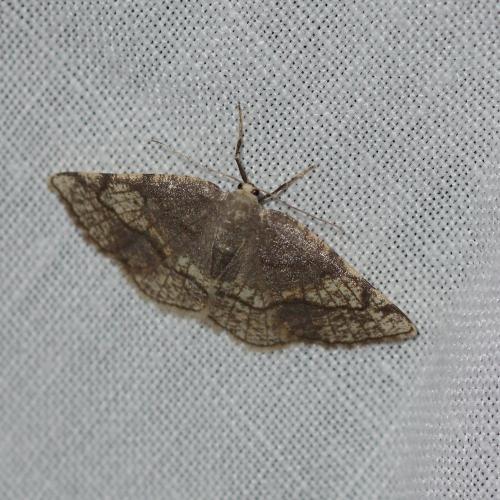Réf. 303 157 : Stegania trimaculata
